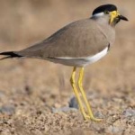image of bird