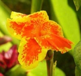 image of flower