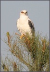 image of kite