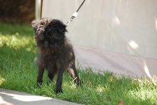 image of affenpinscher