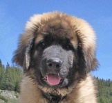 image of leonberg