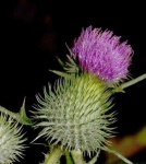 image of flower
