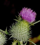 image of spear_thistle #27