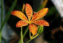 image of flower