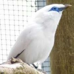 image of bird