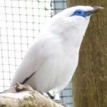 image of bali_starling #1