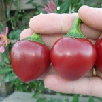 image of fruit_and_vegetable