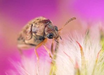 image of weevil