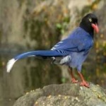 image of bird