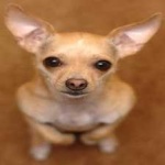 image of animal