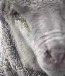 image of animal