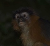 image of colobus
