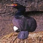 image of bird