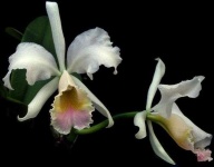 image of flower