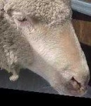 image of animal