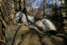 image of animal