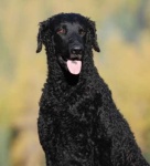 image of curly_coated_retriever
