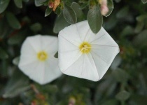 image of flower