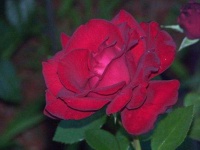 image of flower