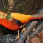 image of golden_pheasant #26