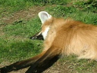 image of red_wolf