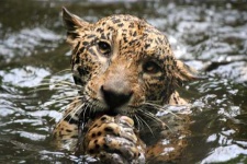 image of jaguar_car