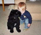 image of bouvier_des_flandres