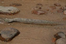 image of gar