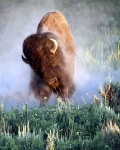 image of bison