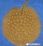 image of electric_ray