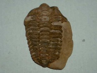 image of trilobite