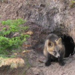 image of kit_fox