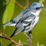 image of bird