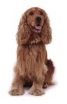 image of cocker_spaniel