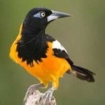 image of bird