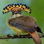 image of bird