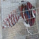 image of bird
