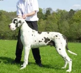 image of great_dane