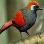 image of bird