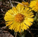 image of flower