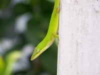 image of american_chameleon #23