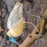 image of bird