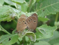 image of ringlet