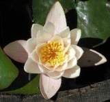 image of water_lilly