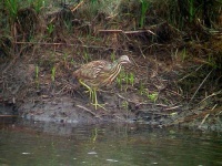 image of bittern