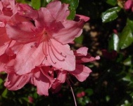 image of flower