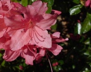 image of azalea #25