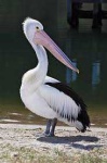 image of animal