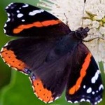 image of animal