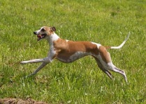 image of whippet #6